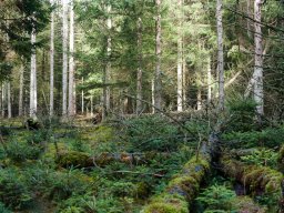 IMGP9702-Hvor de gamle falder kommer der nye